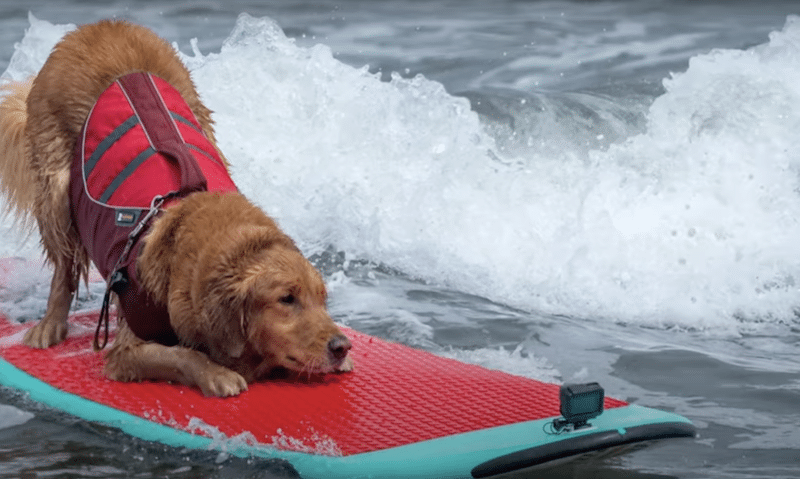 World Dog Surfing Championship in danger.
